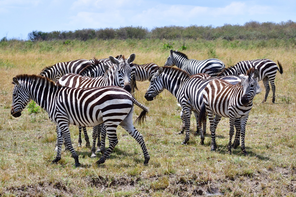 Masai Mara Nat. Reserve